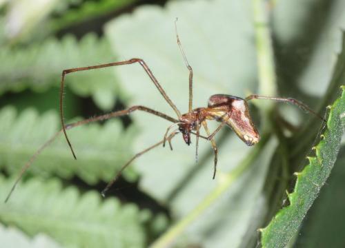 Tetragnatha nigrita